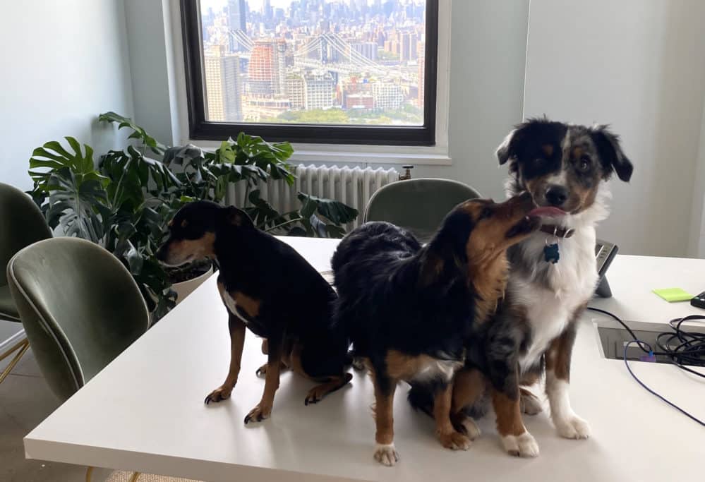 Dogs of CAGoldberg law office